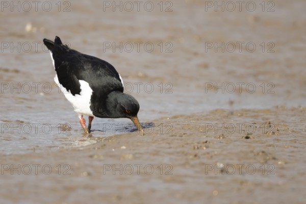 Eurasian oystercatcher (Haematopus ostralegus) adult bird feeding on a mudflat, Norfolk, England, United Kingdom
