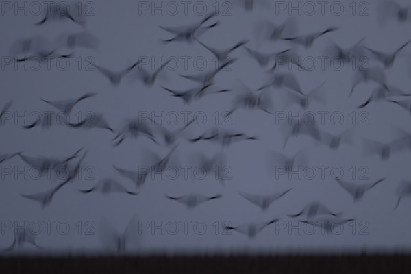Pink-footed goose (Anser brachyrhynchus) motion blur image of adult geese birds taking off from a farmland field at dusk, Norfolk, England, United Kingdom