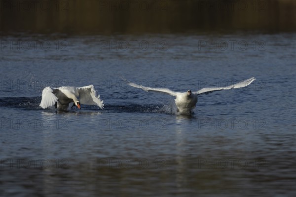 Mute swan (Cygnus olor) adult male cob bird chasing another bird on a lake, England, United Kingdom