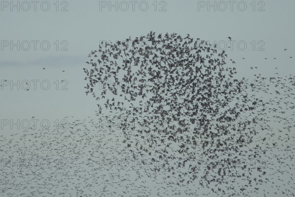 Red knot (Calidris canutus) adult birds in flight in a large flock, RSPB Snettisham nature reserve, Norfolk, England, United Kingdom