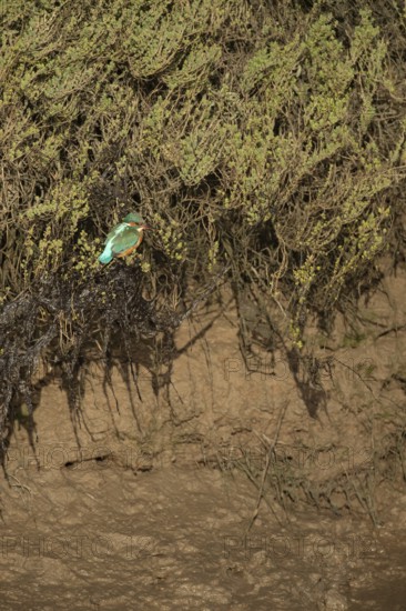 Common kingfisher (Alcedo atthis) adult bird on a saltmarsh bank by an estuary, Norfolk, England, United Kingdom