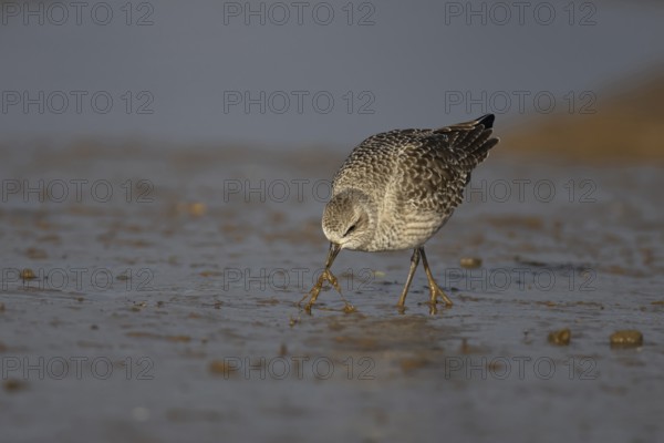 Grey plover (Pluvialis squatarola) adult wading bird in winter plumage feeding on a mudflat, Norfolk, England, United Kingdom
