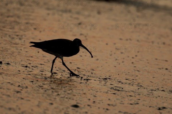 Eurasian curlew (Numenius arquata) silhouette of an adult bird on a mudflat at sunset, Norfolk, England, United Kingdom