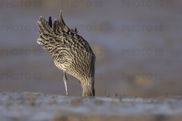 Eurasian curlew (Numenius arquata) adult bird feeding on a mudflat, Norfolk, England, United Kingdom