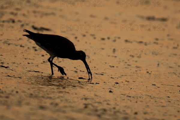 Eurasian curlew (Numenius arquata) silhouette of an adult bird feeding on a mudflat at sunset, Norfolk, England, United Kingdom