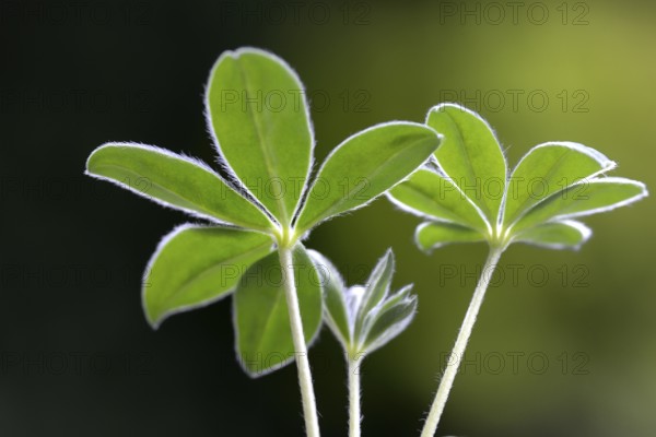 Lupin, young plant of the sweet lupin, Lupinus albus, variety 'Amiga'