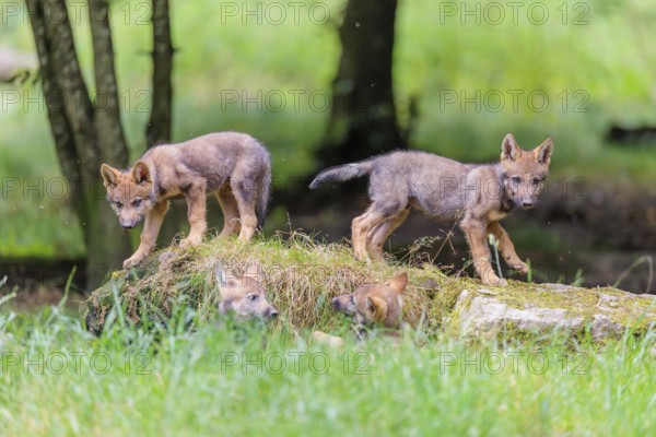 Four gray wolf pups (Canis lupus lupus) stand on, or next to a rock on a small hill at the edge of the forest and observe the other members of the pack