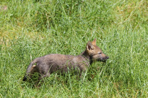 A seven-week-old gray wolf pup (Canis lupus lupus) runs across a green meadow on a sunny day