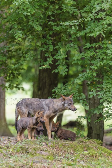 An adult wolf and three gray wolf pups (Canis lupus lupus) stand on a small hill in the deep shade of the forest and watch something