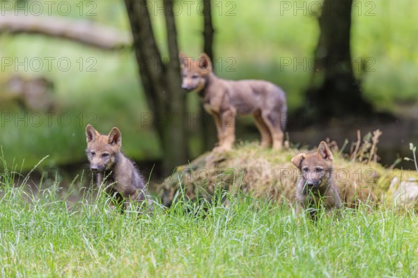 Three gray wolf pups (Canis lupus lupus) stand on, or next to a rock on a small hill at the edge of the forest and observe the other members of the pack