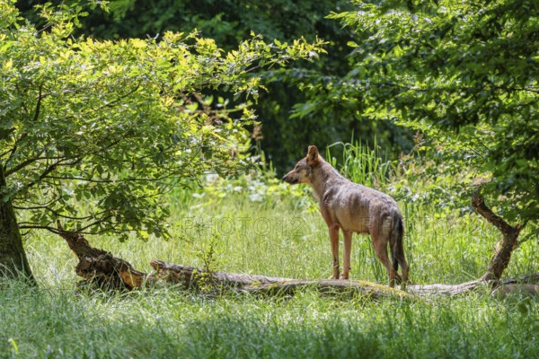 A gray wolf (Canis lupus lupus) stands in a clearing in the forest on a sunny day and observes the other members of the pack