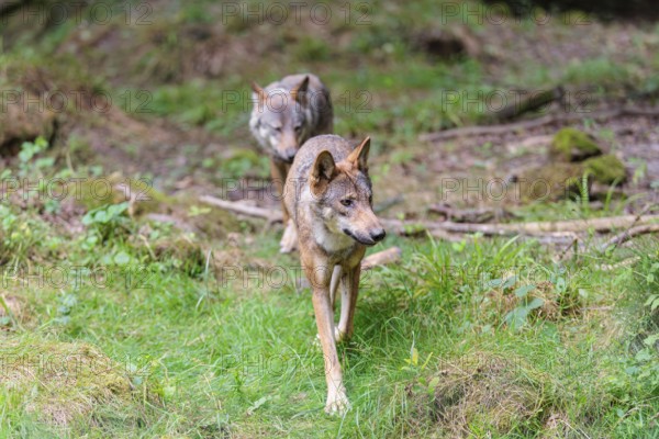Two gray wolves (Canis lupus lupus) running through the forest one behind the other