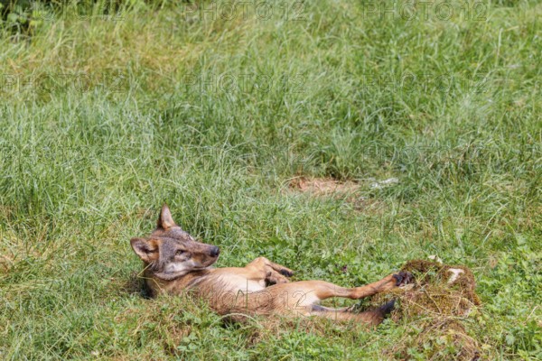 A gray wolf (Canis lupus lupus), rolling on a green meadow on a sunny day