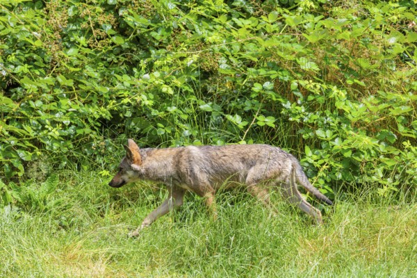 A gray wolf (Canis lupus lupus) walks along the green edge of the forest on a sunny day