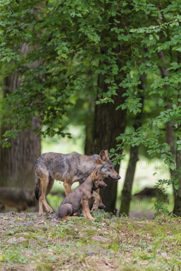 An adult wolf and two gray wolf pups (Canis lupus lupus) stand on a small hill in the deep shade of the forest and watch something