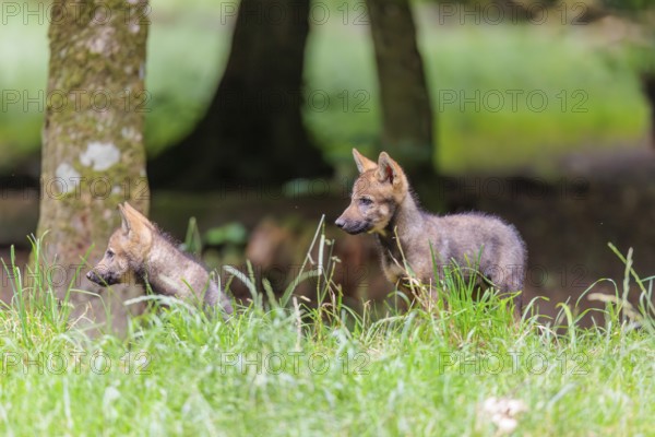 Two gray wolf pups (Canis lupus lupus) stand in a green meadow on a small hill at the edge of the forest
