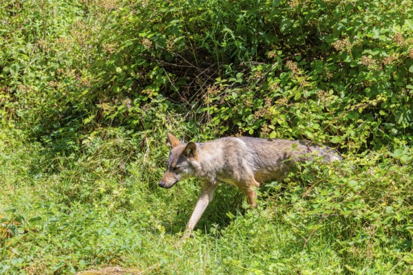 A gray wolf (Canis lupus lupus) runs through the undergrowth on the edge of a forest on a sunny day