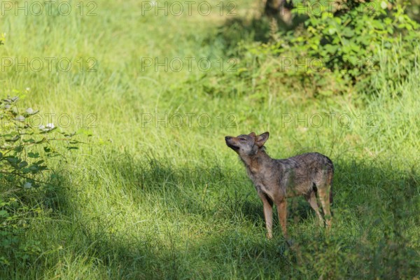 A gray wolf (Canis lupus lupus) stands in a clearing in a green meadow on a sunny day