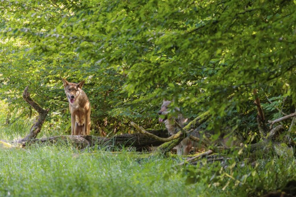 Two gray wolves (Canis lupus lupus) stand in the undergrowth on the edge of a forest on a sunny day