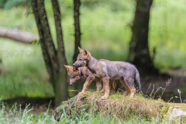 Two gray wolf pups (Canis lupus lupus) stand on a rock on a small hill at the edge of the forest and observe the other members of the pack