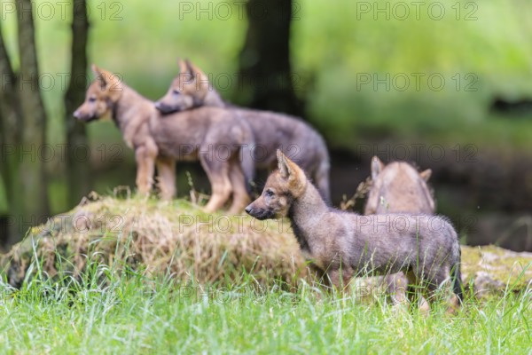 Four gray wolf pups (Canis lupus lupus) stand on a rock on a small hill at the edge of the forest and observe the other members of the pack