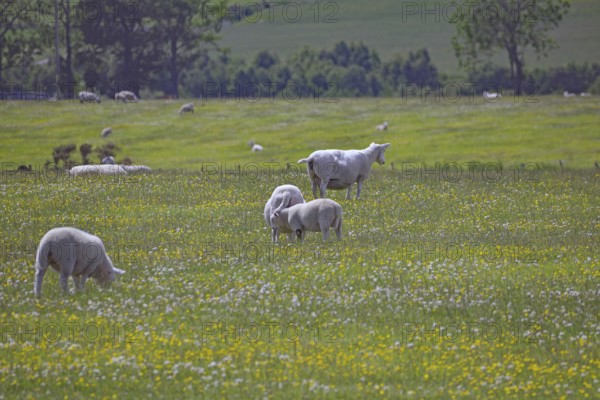 Green meadow with sheep and lambs, dotted with yellow flowers under a blue sky, Aberdeenshire, Keith, Scotland, United Kingdom