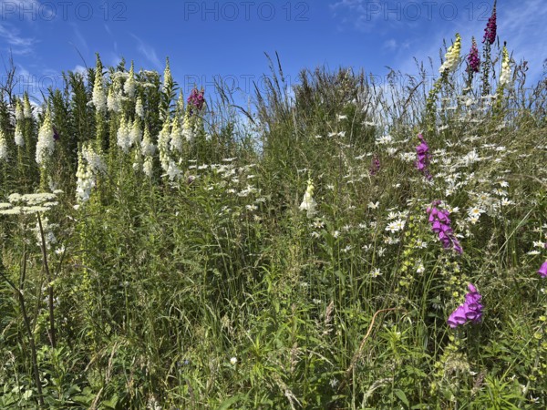 A blooming meadow with wildflowers under a clear blue sky, Foxglove Aberdeenshire, Scotland, Great Britain