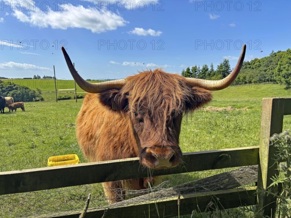 Highland cattle standing behind a fence in a green pasture under a clear blue sky, Aberdeenshire, Keith, Scotland, United Kingdom