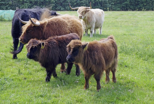 Green meadow with a group of highland cattle in various shades of brown, Aberdeenshire, Buckie, Scotland, Great Britain