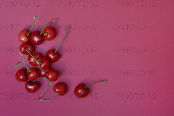 Sweet cherries with red background, Prunus avium, bird cherry