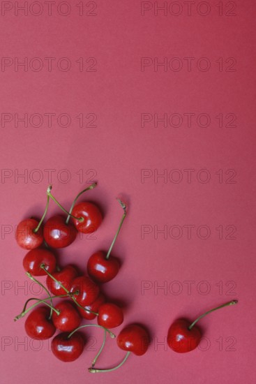 Sweet cherries with red background, Prunus avium, bird cherry