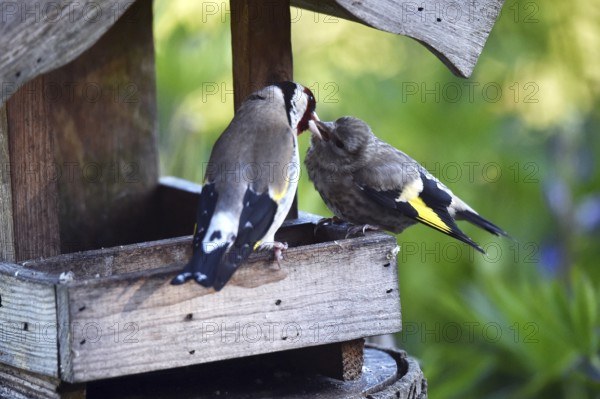Goldfinch, goldfinch, (Carduelis carduelis) feeds its chick, offspring at the birdhouse