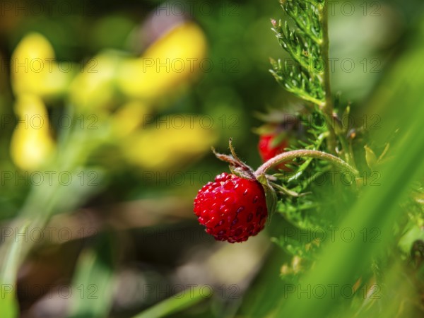 Wild strawberry (Fragaria vesca), Jenner, Berchtesgaden National Park, Schönau am Königssee, Berchtesgadener Land, Upper Bavaria, Bavaria, Germany