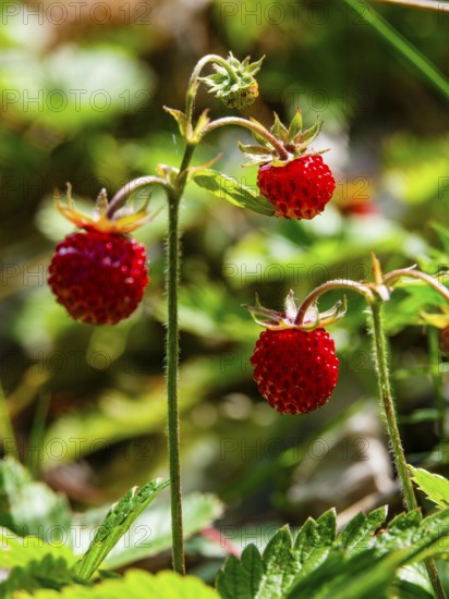 Wild strawberries (Fragaria vesca), Jenner, Berchtesgaden National Park, Schönau am Königssee, Berchtesgadener Land, Upper Bavaria, Bavaria, Germany