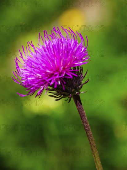 Mountain thistle (Carduus defloratus), Jenner, Berchtesgaden National Park, Schönau am Königssee, Berchtesgadener Land, Upper Bavaria, Bavaria, Germany