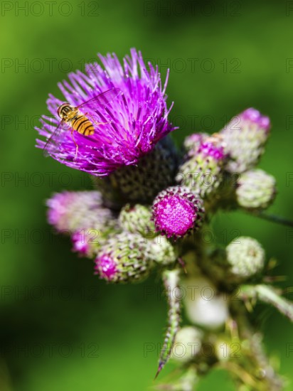 Hoverfly dung bee (Eristalis tenax) on marsh thistle (Cirsium palustre), Jenner, Berchtesgaden National Park, Schönau am Königssee, Berchtesgadener Land, Upper Bavaria, Bavaria, Germany