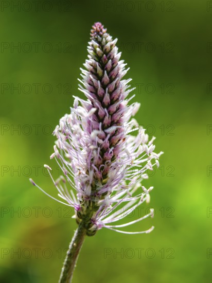 Hoary Plantain (Plantago media) Jenner, Berchtesgaden National Park, Schönau am Königssee, Berchtesgadener Land, Upper Bavaria, Bavaria, Germany