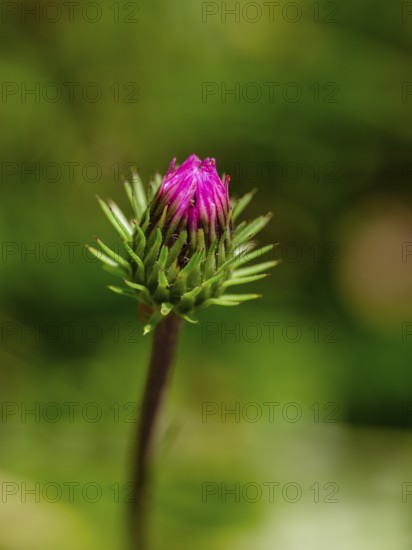 Closed flowers of mountain thistle (Carduus defloratus), Jenner, Berchtesgaden National Park, Schönau am Königssee, Berchtesgadener Land, Upper Bavaria, Bavaria, Germany