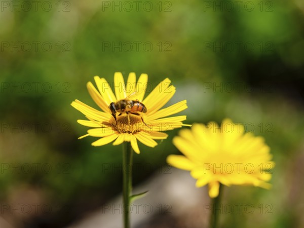 Hoverfly dung bee (Eristalis tenax) on the ox-eye daisy (Buphthalmum salicifolium), Jenner, Berchtesgaden National Park, Schönau am Königssee, Berchtesgadener Land, Upper Bavaria, Bavaria, Germany