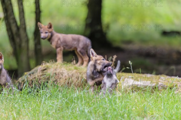 Four gray wolf pups (Canis lupus lupus) stand on, or next to a rock on a small hill at the edge of the forest and observe the other members of the pack