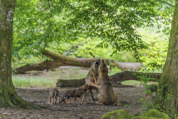 Two young adult gray wolves (Canis lupus lupus) at play in the deep shade of the forest. Some pups standing close by