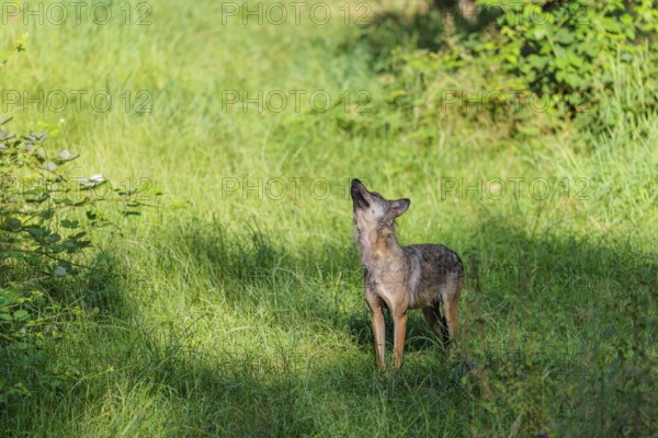 A gray wolf (Canis lupus lupus) stands in a clearing in a green meadow on a sunny day