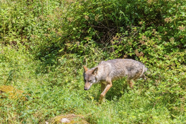 A gray wolf (Canis lupus lupus) runs through the undergrowth on the edge of a forest on a sunny day