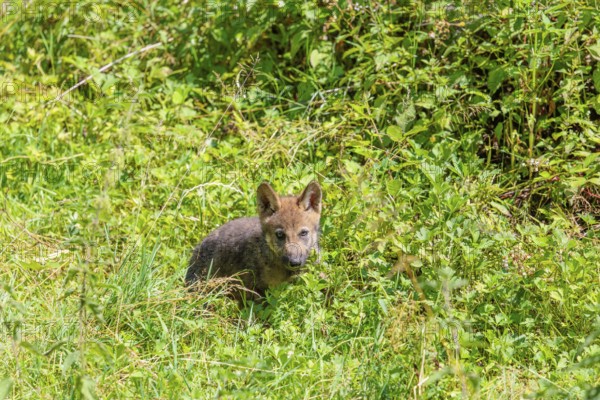 A seven-week-old gray wolf pup (Canis lupus lupus) runs across a green meadow on a sunny day