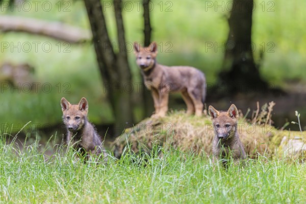 Three gray wolf pups (Canis lupus lupus) stand on, or next to a rock on a small hill at the edge of the forest and observe the other members of the pack