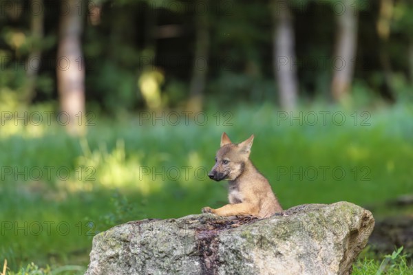 A gray wolf pup (Canis lupus lupus) stands on a small hill at the edge of the forest and observes the other members of the pack. A second pup passes behind him