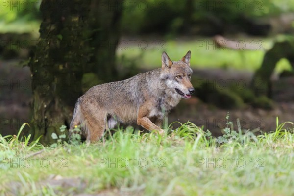 A gray wolf (Canis lupus lupus) walks along the edge of the forest on a cloudy day