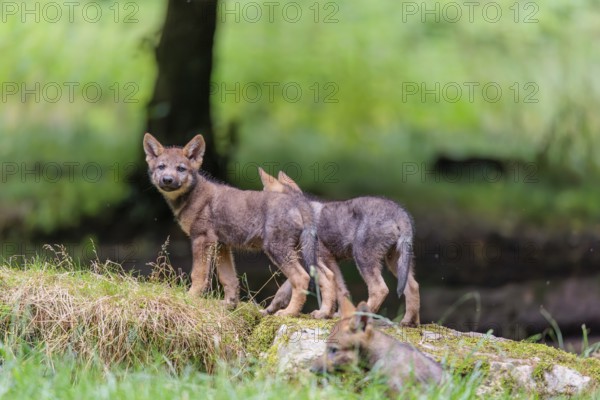 Two gray wolf pups (Canis lupus lupus) stand on, or next to a rock on a small hill at the edge of the forest and observe the other members of the pack