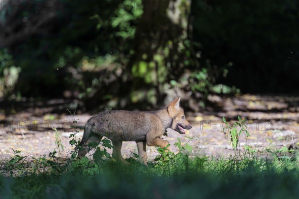 A gray wolf pup (Canis lupus lupus) runs along the edge of the forest on a sunny day