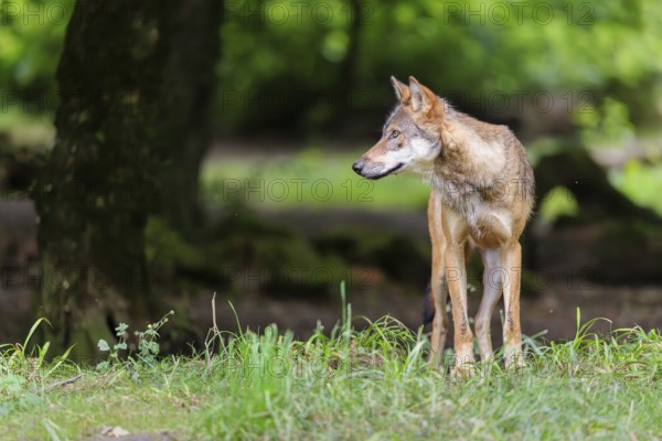 A male gray wolf (Canis lupus lupus) stands at the edge of the forest on a cloudy day